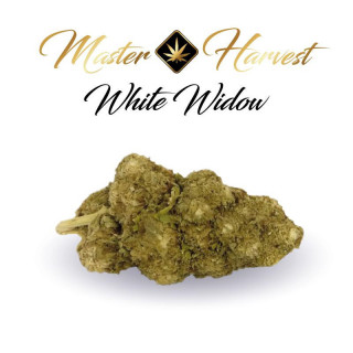 White Widow - Fleurs de CBD Premium - Master Harvest