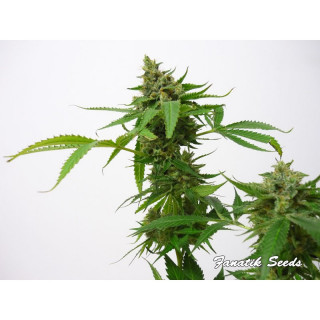 Brain Crushers - Féminisée - Fanatik Seeds - ROOTS.FR