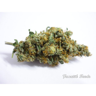 Brain Crushers - Féminisée - Fanatik Seeds - ROOTS.FR