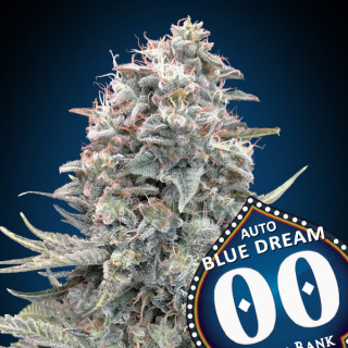 Blue Dream - Autofloraison - 00 Seeds Bank | ROOTS-SEEDS .FR