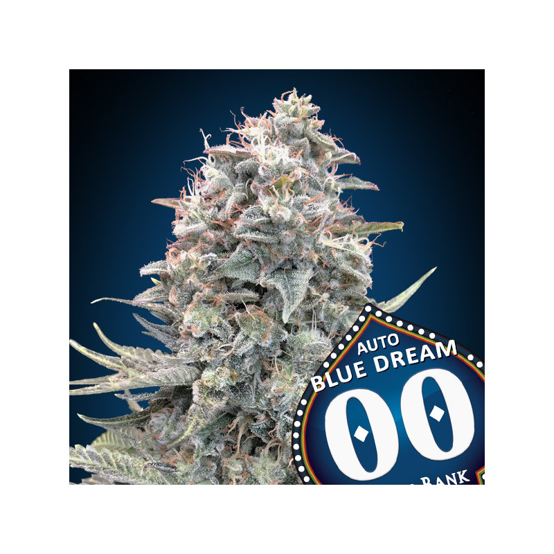 Blue Dream - Autofloraison - 00 Seeds Bank | ROOTS-SEEDS .FR