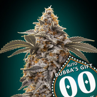 Bubba's Gift - Autofloraison - 00 Seeds Bank | ROOTS-SEEDS.FR