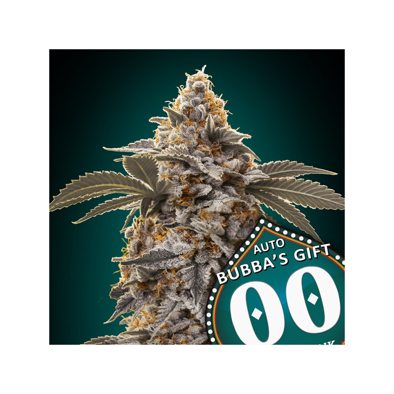 Bubba's Gift - Autofloraison - 00 Seeds Bank | ROOTS-SEEDS.FR