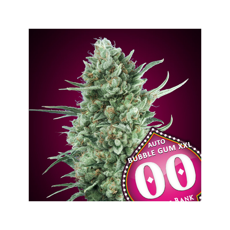 Bubble Gum XXL - Autofloraison - 00 Seeds Bank|ROOTS - SEEDS .FR