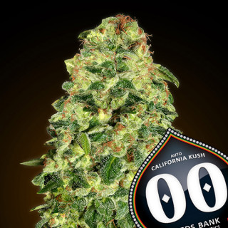 California Kush - Autofloraison - 00 Seeds Bank | ROOTS - SEEDS .FR