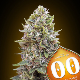 Cheese Berry - Autofloraison - 00 Seeds Bank | ROOTS - SEEDS .FR