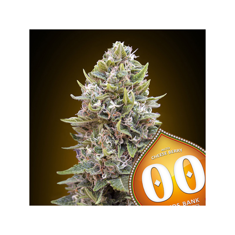 Cheese Berry - Autofloraison - 00 Seeds Bank | ROOTS - SEEDS .FR
