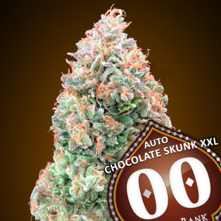 Chocolate Skunk XXL - Autofloraison - 00 Seeds Bank | ROOTS-SEEDS .FR