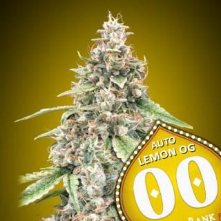 Lemon OG - Autofloraison - 00 seeds bank | ROOTS-SEEDS .FR