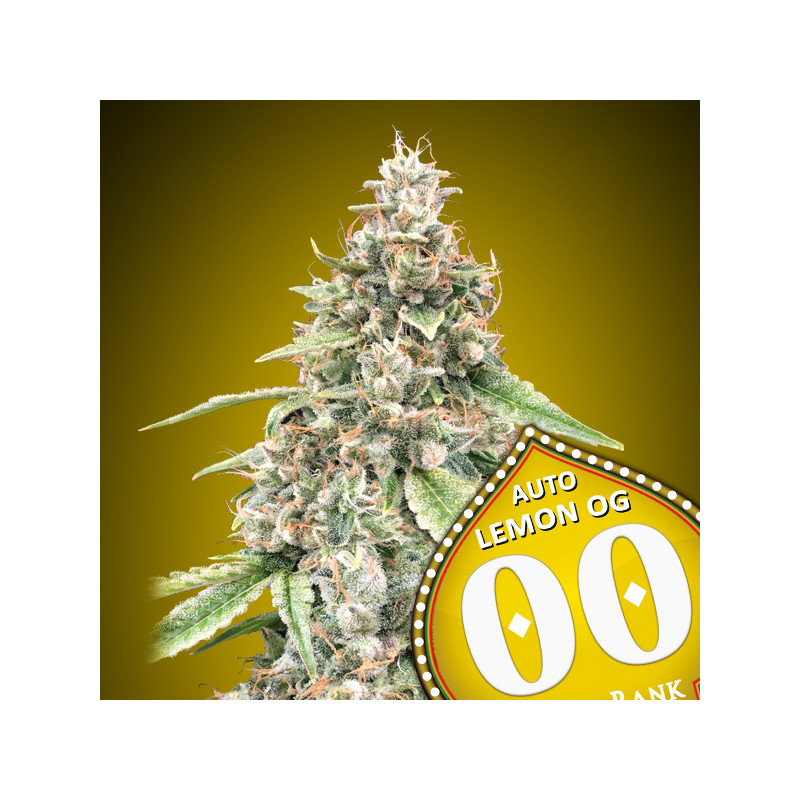 Lemon OG - Autofloraison - 00 seeds bank | ROOTS-SEEDS .FR