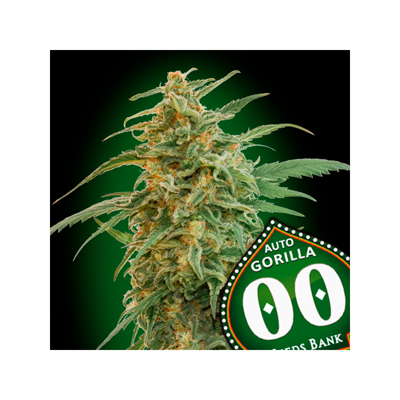 Gorilla - Autofloraison - 00 Seeds Bank | ROOTS-SEEDS .FR