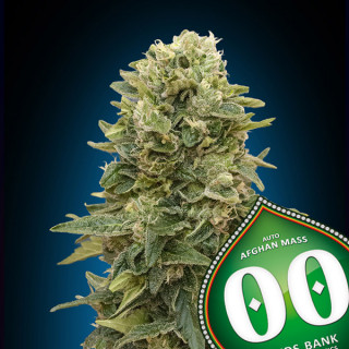 Afghan Mass - Autofloraison - 00 Seeds Bank | ROOTS-SEEDS.FR