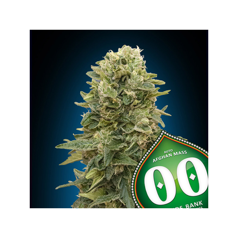 Afghan Mass - Autofloraison - 00 Seeds Bank | ROOTS-SEEDS.FR