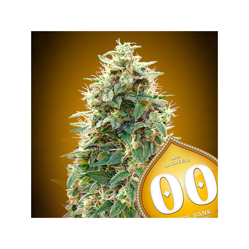 Cheese - Autofloraison - 00 Seeds Bank|ROOTS - SEEDS .FR