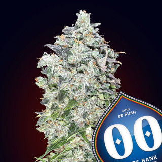 00 Kush Féminisée - 00 Seeds Bank - Graines de cannabis  de collection