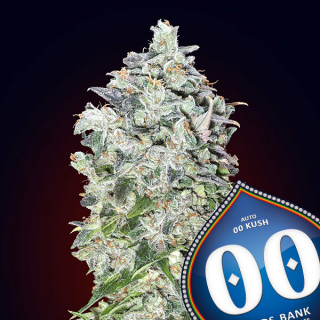 Kush - Féminisée - 00 Seeds Bank | ROOTS-SEEDS.FR