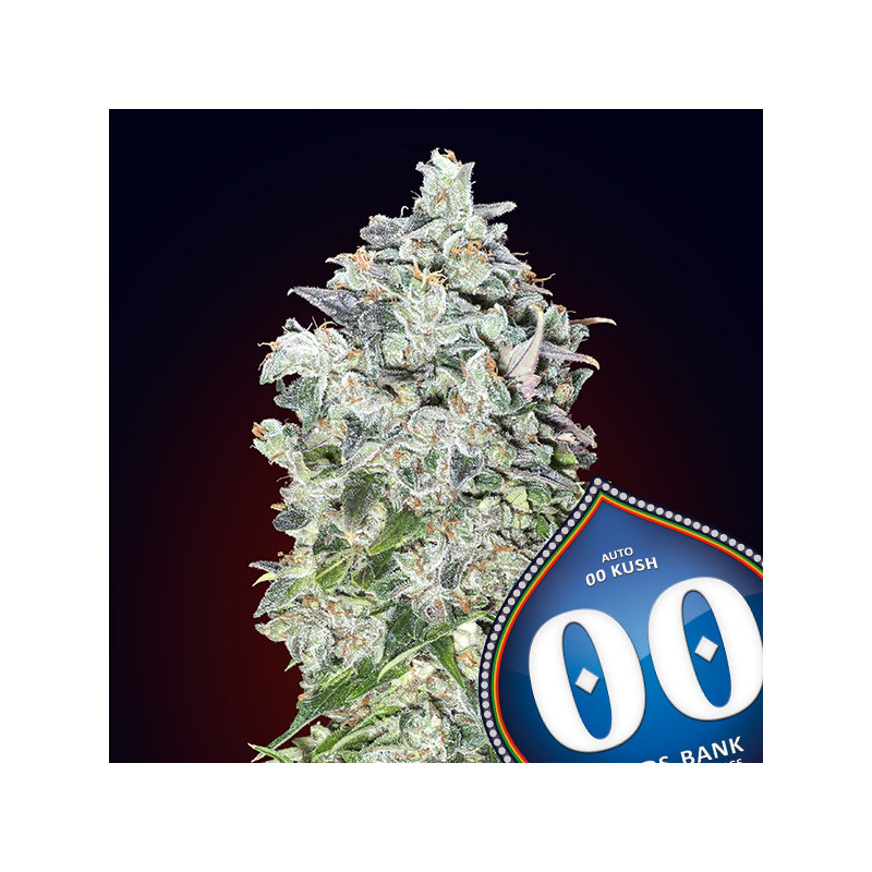 Kush - Féminisée - 00 Seeds Bank | ROOTS-SEEDS.FR