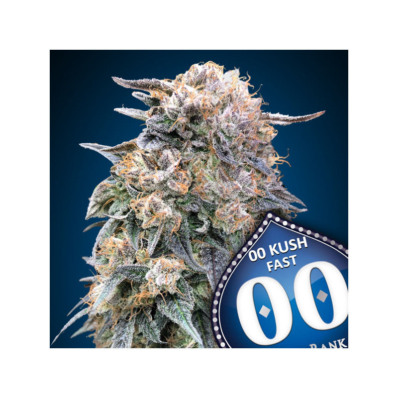 Kush Fast - Féminisée - 00 Seeds | ROOTS-SEEDS .FR