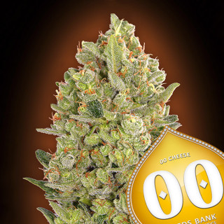 00 Cheese Féminisée - 00 Seeds Bank - Graines de cannabis de Collection