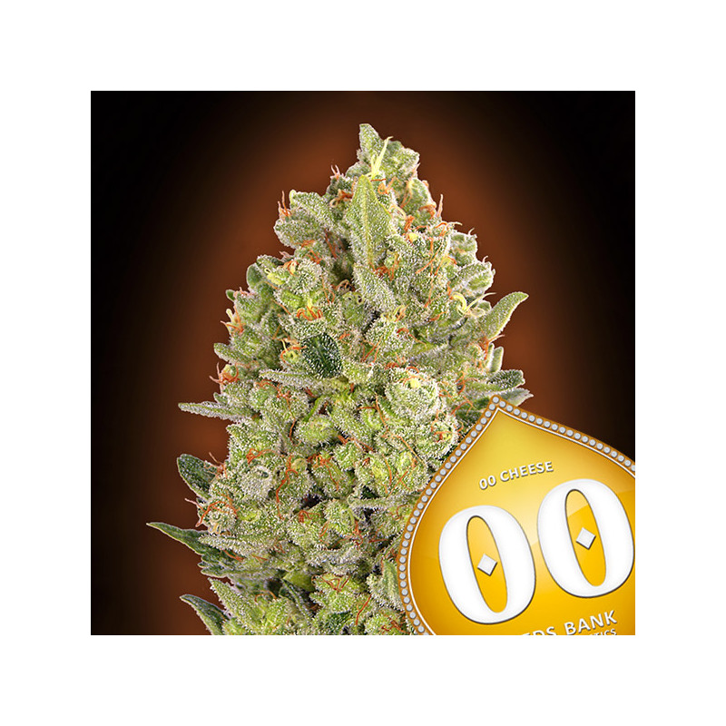 00 Cheese Féminisée - 00 Seeds|ROOTS - SEEDS .FR