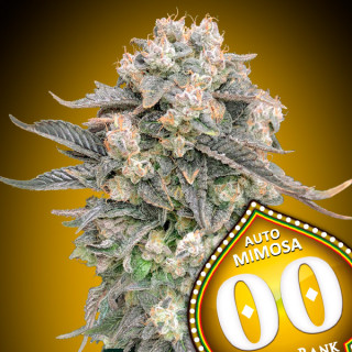 Mimosa - Autofloraison - 00 Seeds Bank | ROOTS-SEEDS .FR