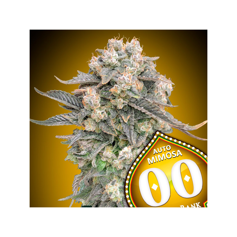 Mimosa - Autofloraison - 00 Seeds Bank | ROOTS-SEEDS .FR