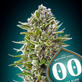 Northern Lights - Autofloraison - 00 Seeds Bank | ROOTS-SEEDS.FR