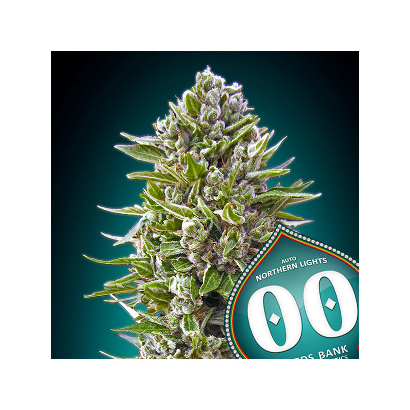 Northern Lights - Autofloraison - 00 Seeds Bank | ROOTS-SEEDS.FR
