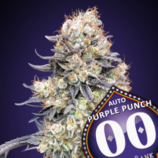 Purple Punch - Autofloraison - 00 Seeds Bank | ROOTS-SEEDS .FR