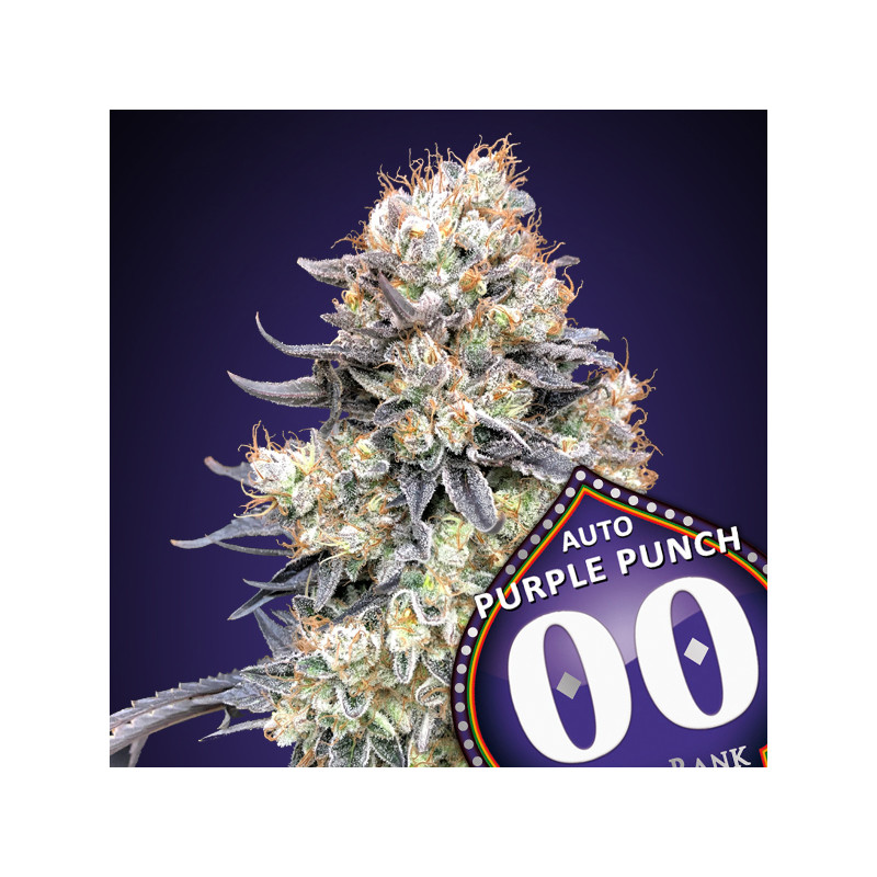 Purple Punch - Autofloraison - 00 Seeds Bank | ROOTS-SEEDS .FR