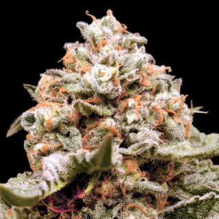 Rainbow Mints - Autofloraison -  00 Seeds Bank | ROOTS-SEEDS .FR
