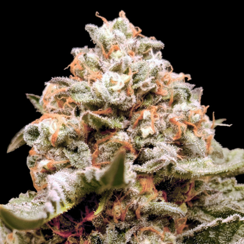 Rainbow Mints - Autofloraison -  00 Seeds Bank | ROOTS-SEEDS .FR