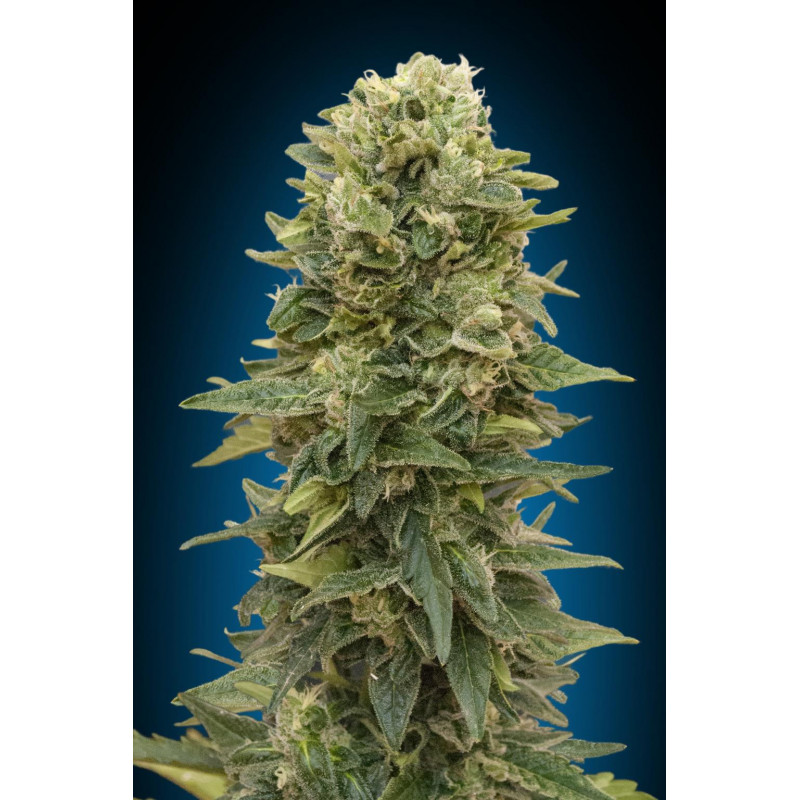 Female mix 00 seeds bank