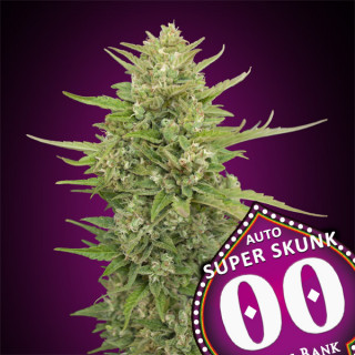 Super Skunk - Autofloraison - 00 Seeds Bank | ROOTS-SEEDS .FR