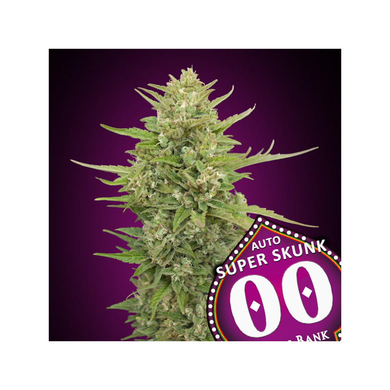 Super Skunk - Autofloraison - 00 Seeds Bank | ROOTS-SEEDS .FR