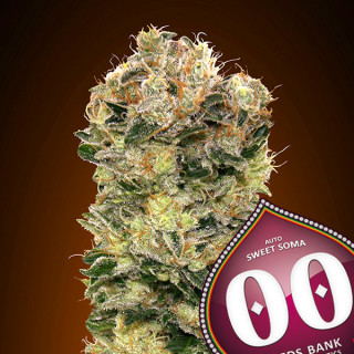 Sweet Somango - Autofloraison -  00 Seeds Bank | ROOTS-SEEDS .FR