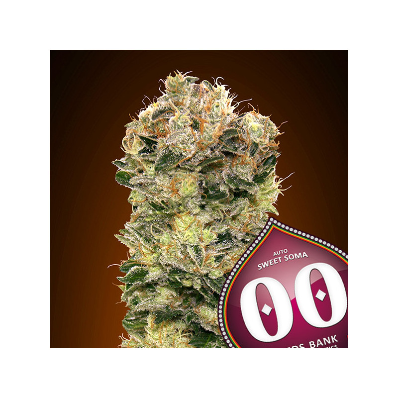 Sweet Somango - Autofloraison -  00 Seeds Bank | ROOTS-SEEDS .FR