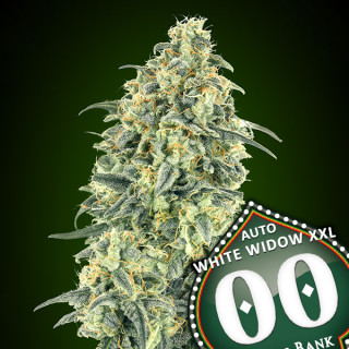 White Widow XXL - Autofloraison - 00 Seeds Bank | ROOTS-SEEDS .FR