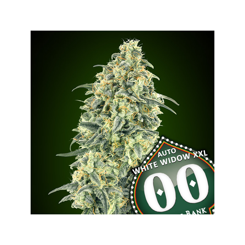 White Widow XXL - Autofloraison - 00 Seeds Bank | ROOTS-SEEDS .FR