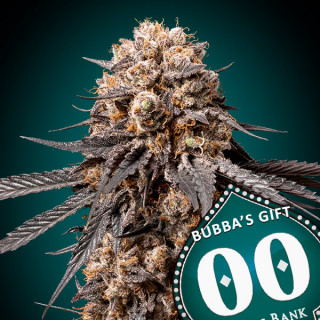 Bubba's Gift - Féminisée - 00 Seeds Bank | ROOTS-SEEDS.FR