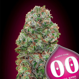 Bubble Gum Féminisée - 00 Seeds Bank - Graines de cannabis de collection