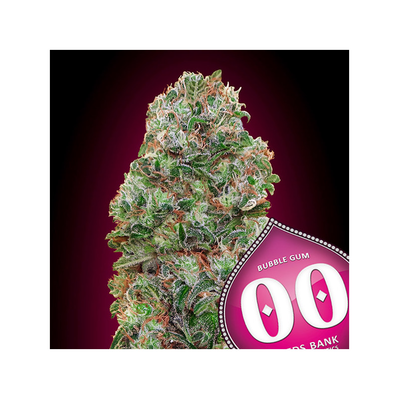 Bubble Gum – Féminisée – 00 Seeds Bank | ROOTS-SEEDS.FR