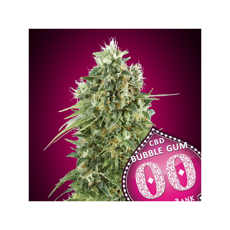 Bubble Gum CBD - Féminisée - 00 Seeds Bank | ROOTS-SEEDS.FR