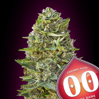 Caramel Kush - Féminisée - 00 Seeds Bank | ROOTS-SEEDS.FR