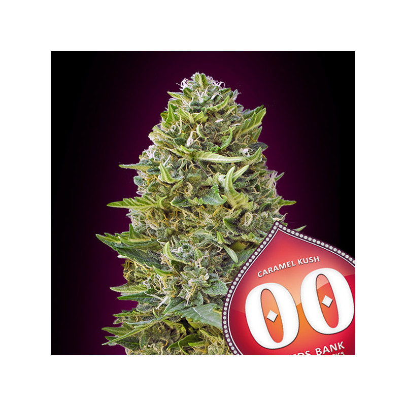 Caramel Kush - Féminisée - 00 Seeds Bank | ROOTS-SEEDS.FR