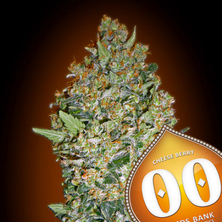 Cheese Berry Féminisée - 00 Seeds Bank - Graines de cannabis de collection