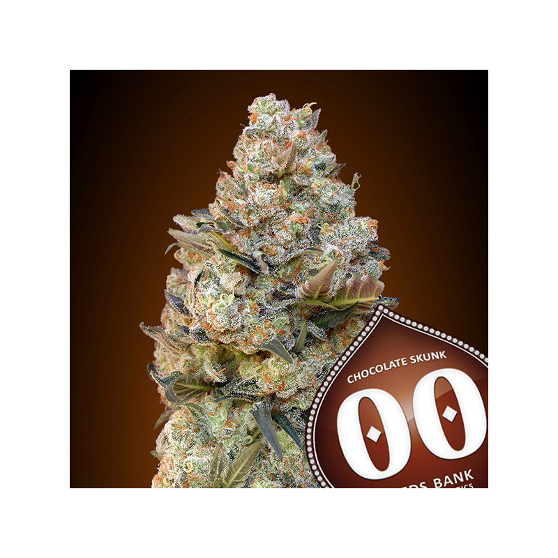 Chocolate Skunk - Féminisée - 00 Seeds Bank|ROOTS-SEEDS.FR