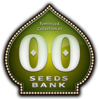 Female Collection No 1 - Féminisée - 00 Seeds Bank | ROOTS-SEEDS.FR