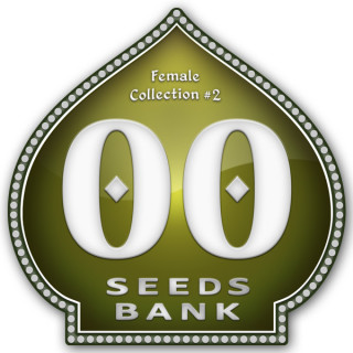 Female Collection No 2 - Féminisée - 00 Seeds Bank | ROOTS-SEEDS.FR