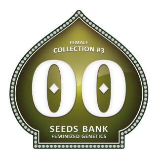 Female Collection No 3 - Féminisée - 00 Seeds Bank | ROOTS-SEEDS.FR